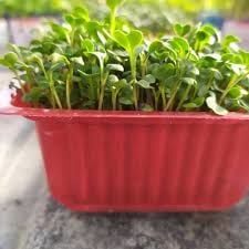 Karışık Mikro Filiz